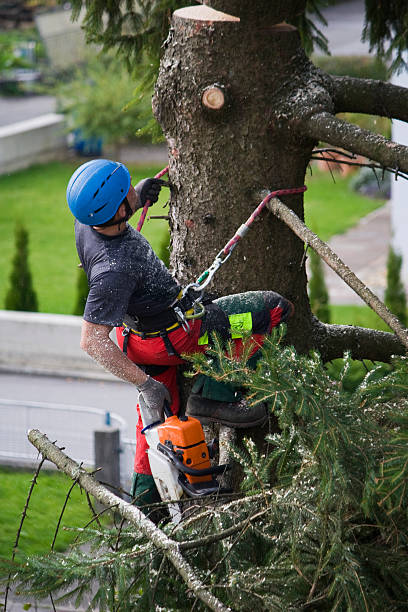 Best Tree and Shrub Care  in Edwards Af, CA