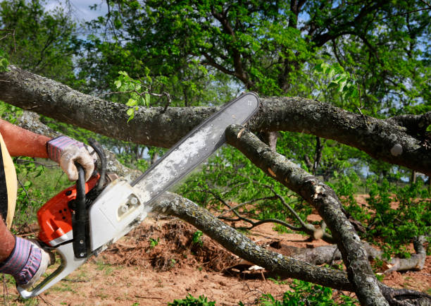 Best Root Management and Removal  in Edwards Af, CA