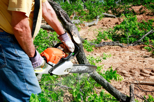 Best Utility Line Clearance  in Edwards Af, CA